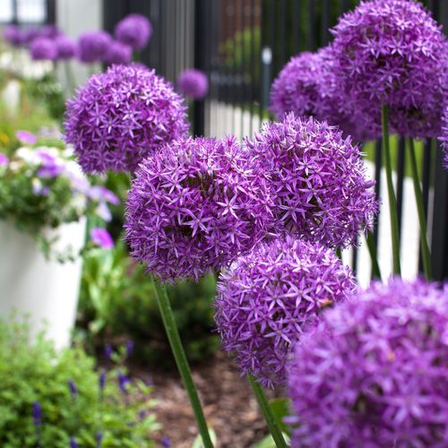 Allium 'Globemaster' 2L