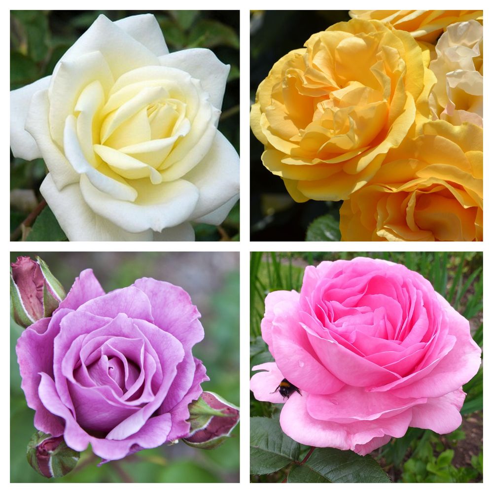 1 x Potted Rose (Our Selection)