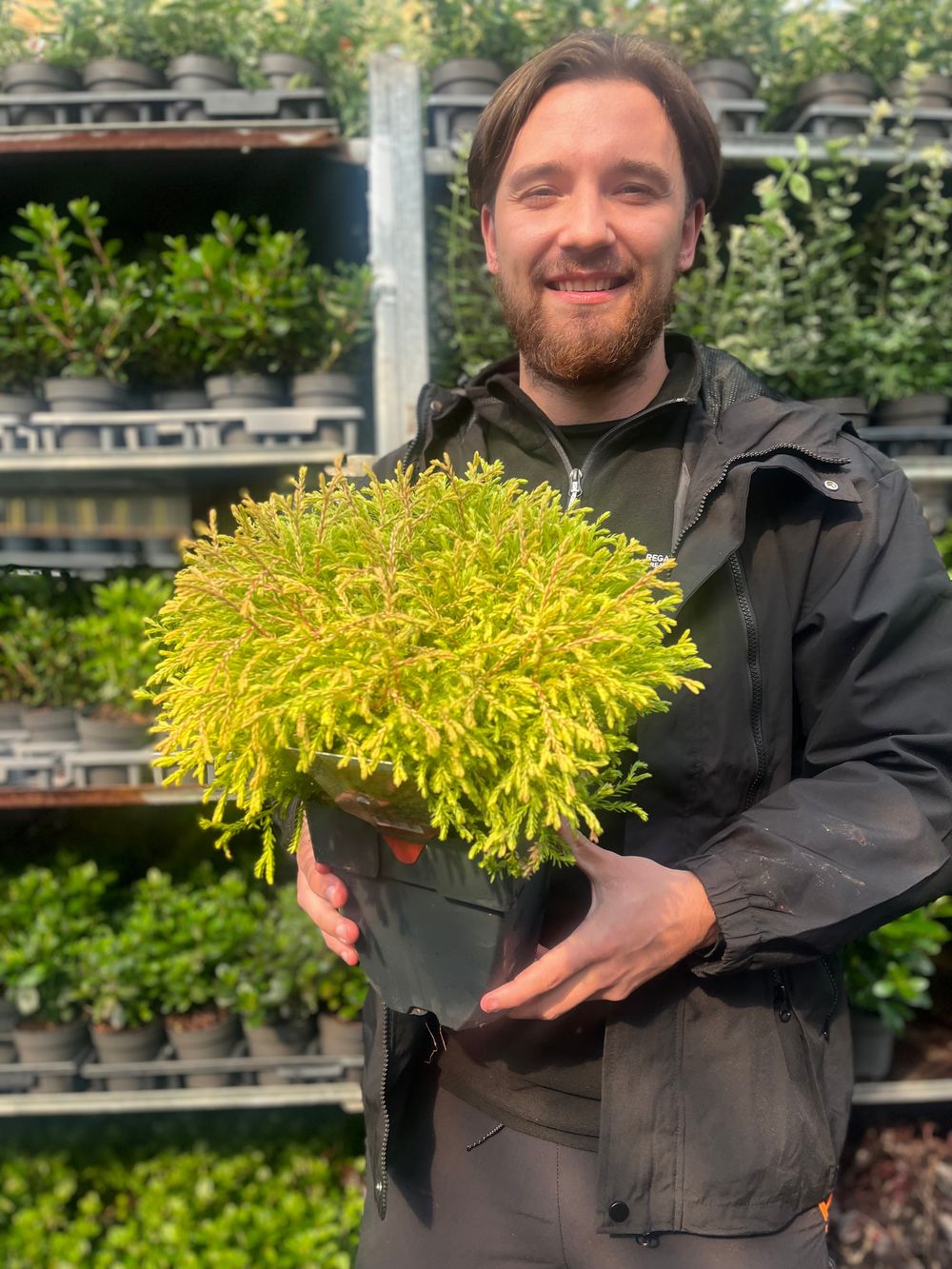 Thuja occidentalis 'Golden Tuffet' 2L