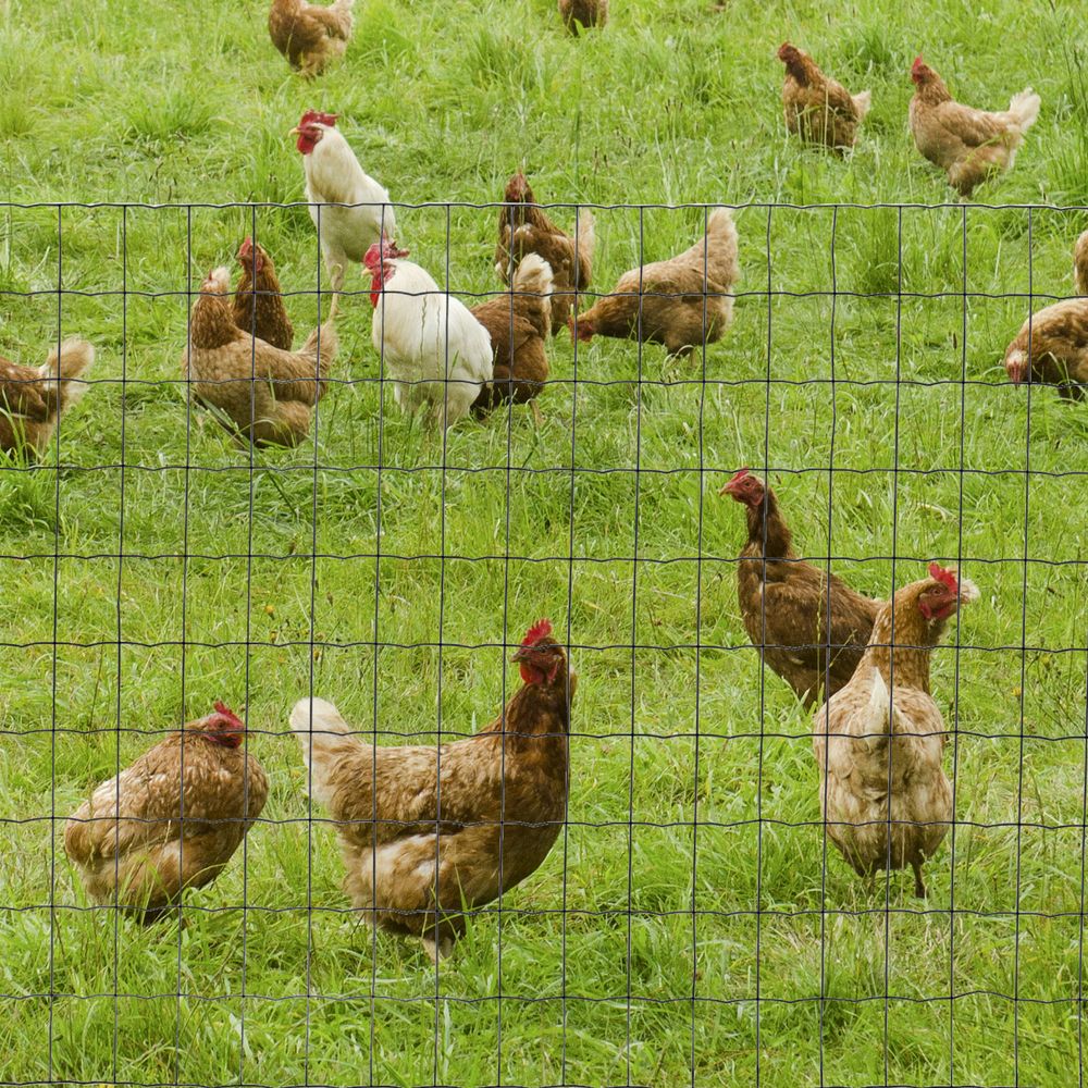 1m x 10m Chicken Wire Mesh, Foldable PVC Coated Fences, for Garden, Green