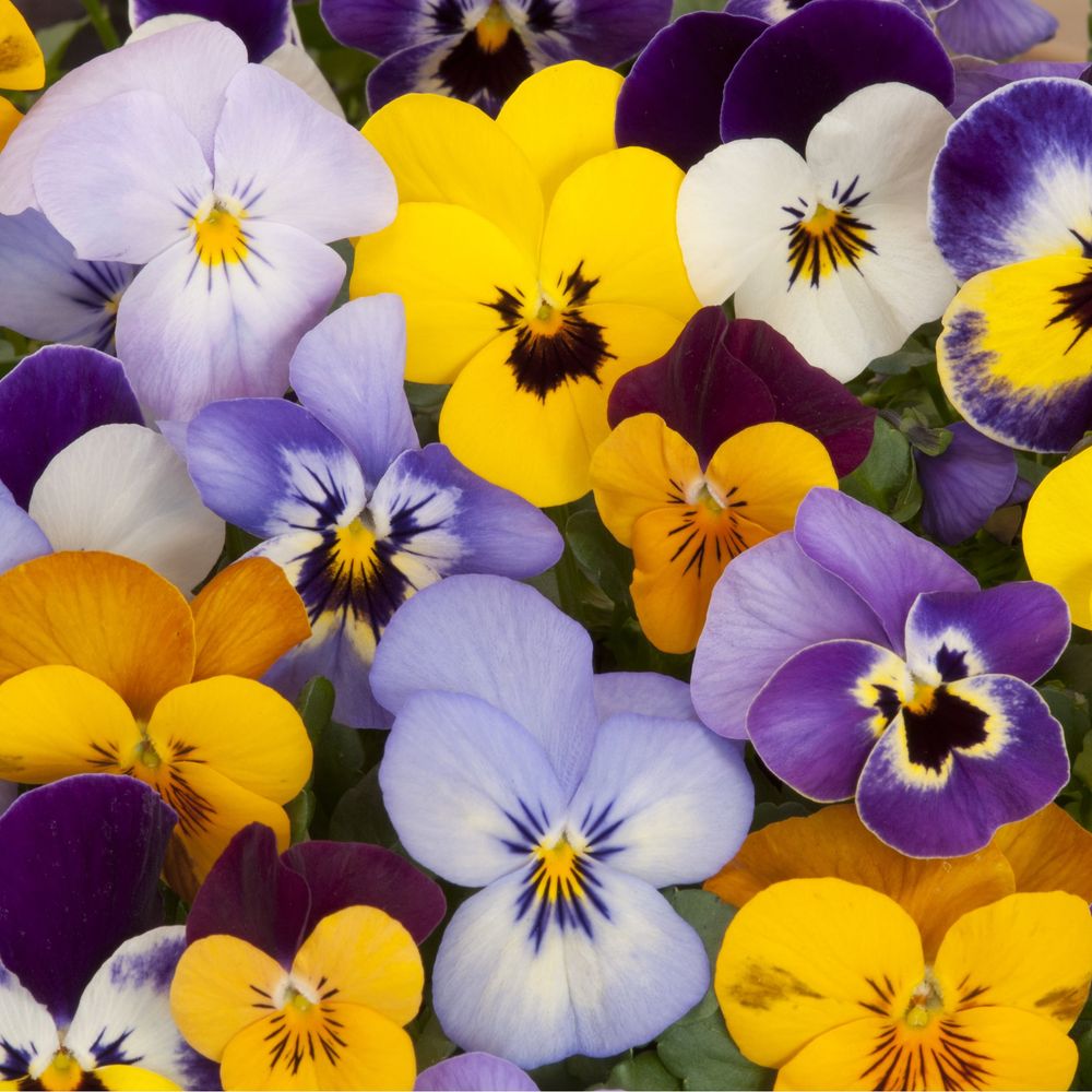 20 Pack Pansy Tray Mixed Colours Bedding Plants Garden Ready Pansies Tubs Pots