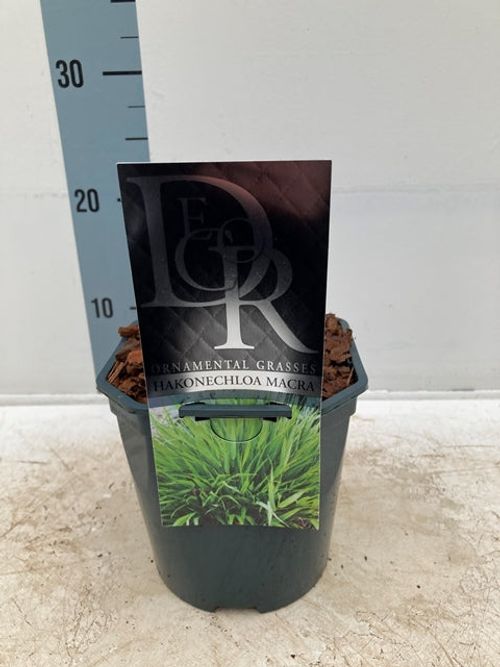 Hakonechloa macra Grass 9cm / 2L