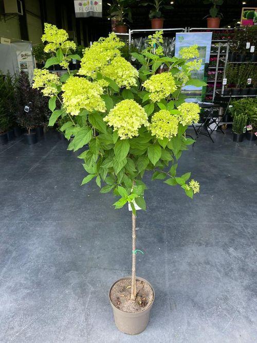 Patio Hydrangea paniculata 'LimeLight’ Tree