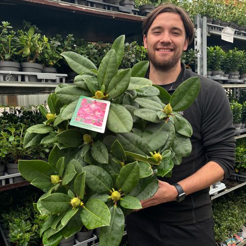 Rhododendron 'Germania' 2L /5L