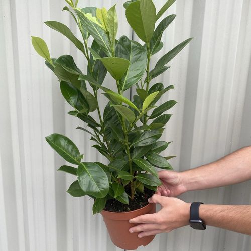 3ft (80-90cm) Potted Cherry Laurel Hedge Plants