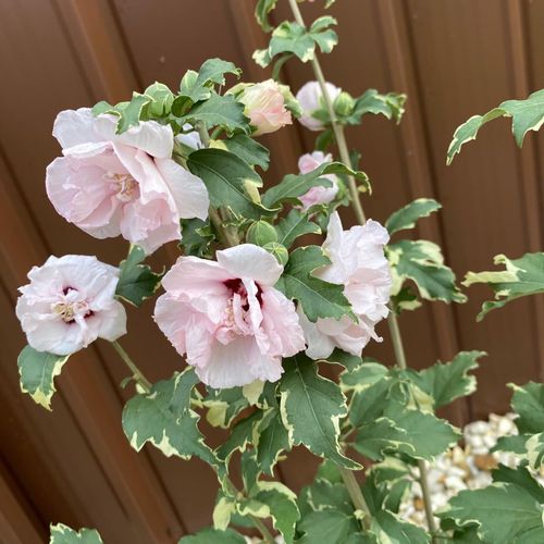 Hibiscus 'Sugar Tip' 3L