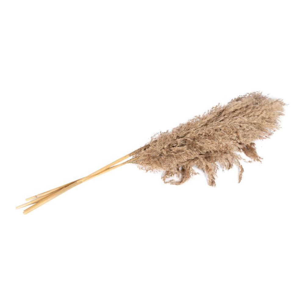 Naturally Dried Pampas Grass Stem 79cm - Pack of 3