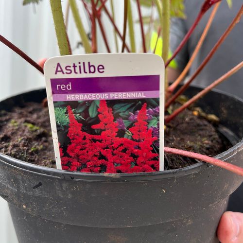 Astilbe arendsii Red 2L