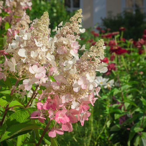 Hydrangea paniculata 'Pinky Winky' 3L