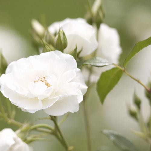 Rose Iceberg | Floribunda | 4L Potted Rose