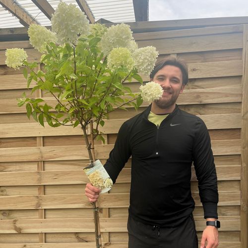 Patio Hydrangea paniculata 'LimeLight’ Tree