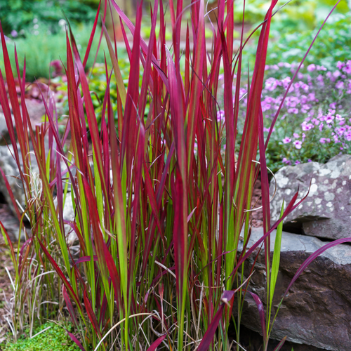 Imperata cylindrica Red Baron (Japanese Blood Grass) 9cm/2L/3L7.5L