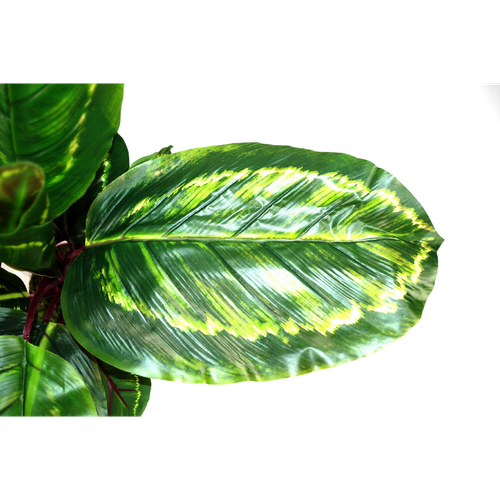 Artificial Medium 50cm Calathea Veitchiane Plant