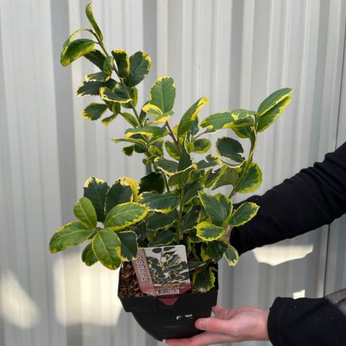 Ilex x altaclarensis  'Golden King' | Variegated Holly 2L
