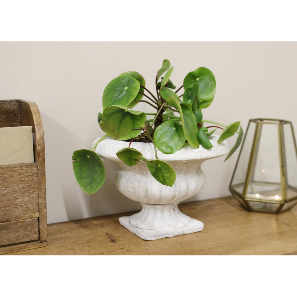 Premium Cement Urn Planter - Classic Design