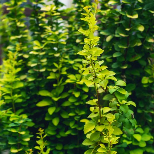 Berberis thunbergii powwow 3L