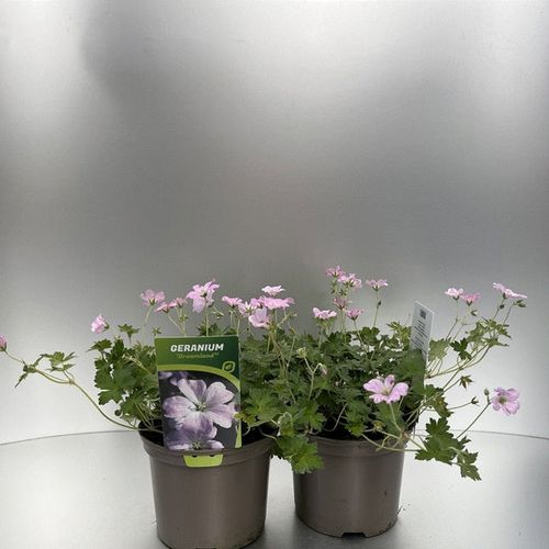 Geranium 'Dreamland' 2L