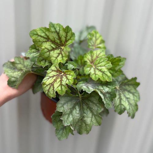 Heuchera 'American Marble' 1.5L