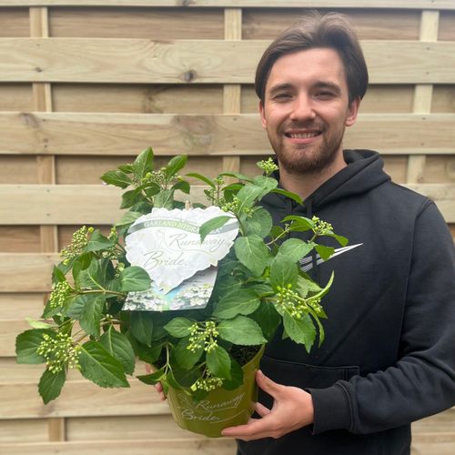 Hydrangea 'Runaway Bride' 2L