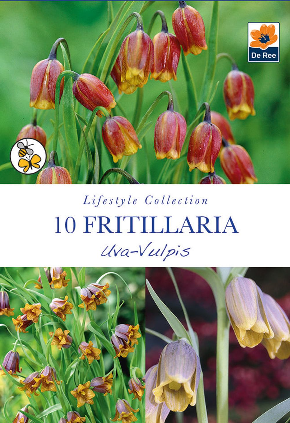 Fritillaria Uva Vulpis Bulbs (10 Bulbs)