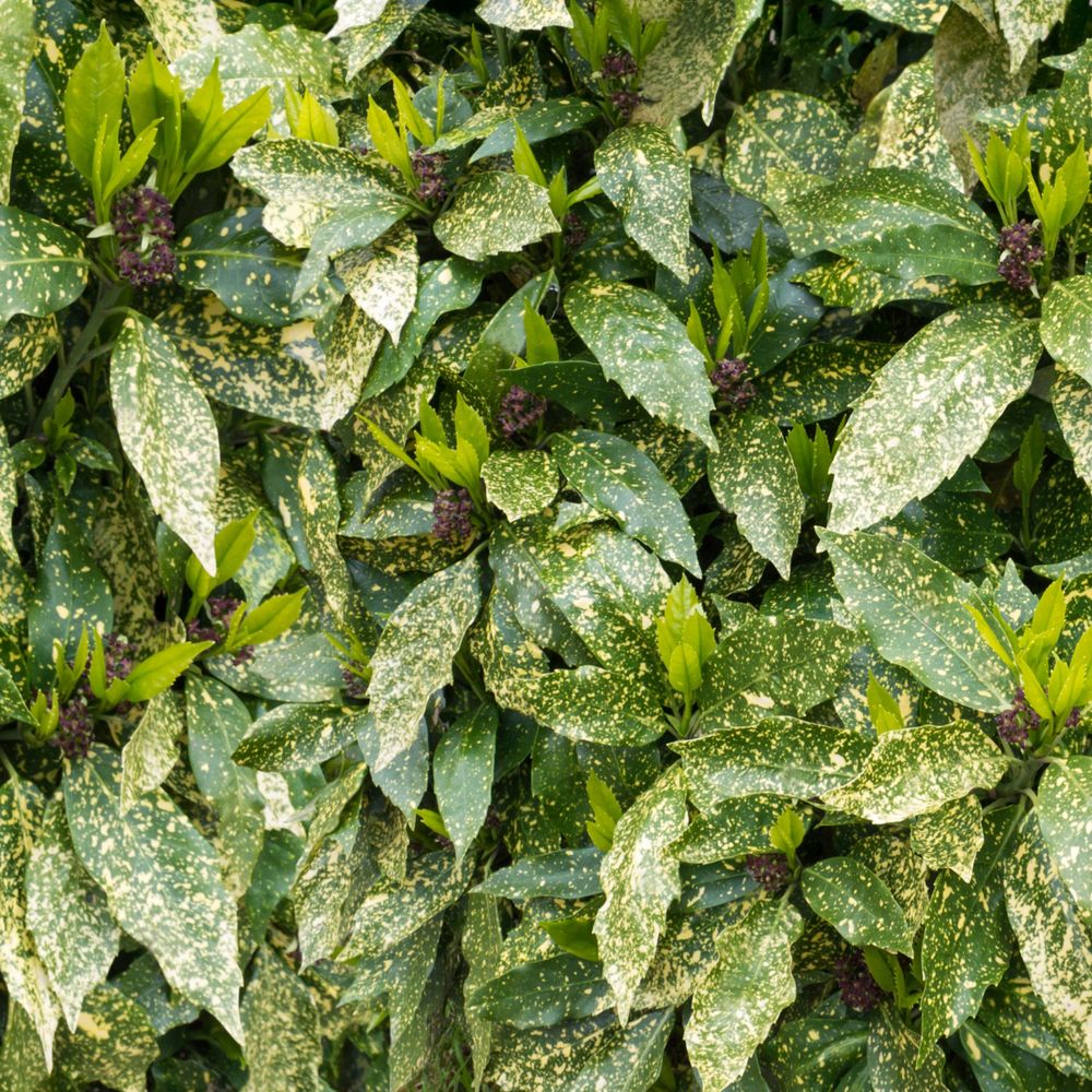 Aucuba Spotted Laurel 60-70cm