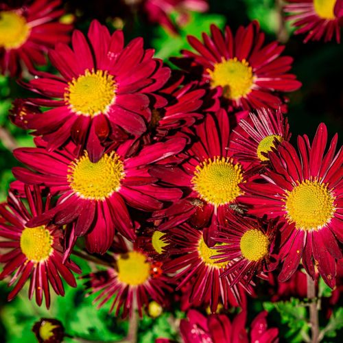 Pyrethrum coccineum 'Robinson's Red' 9cm