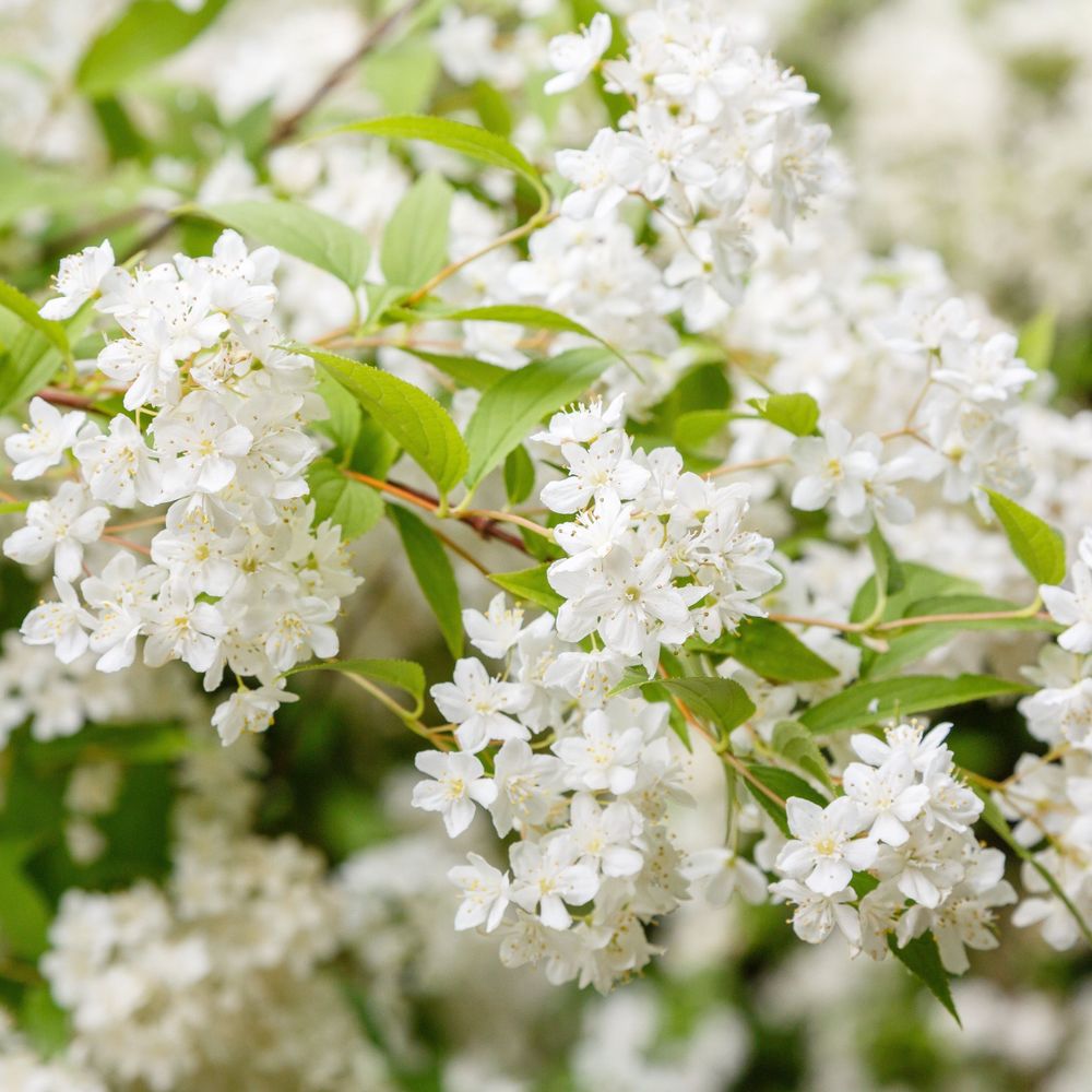 Deutzia gracilis 1L