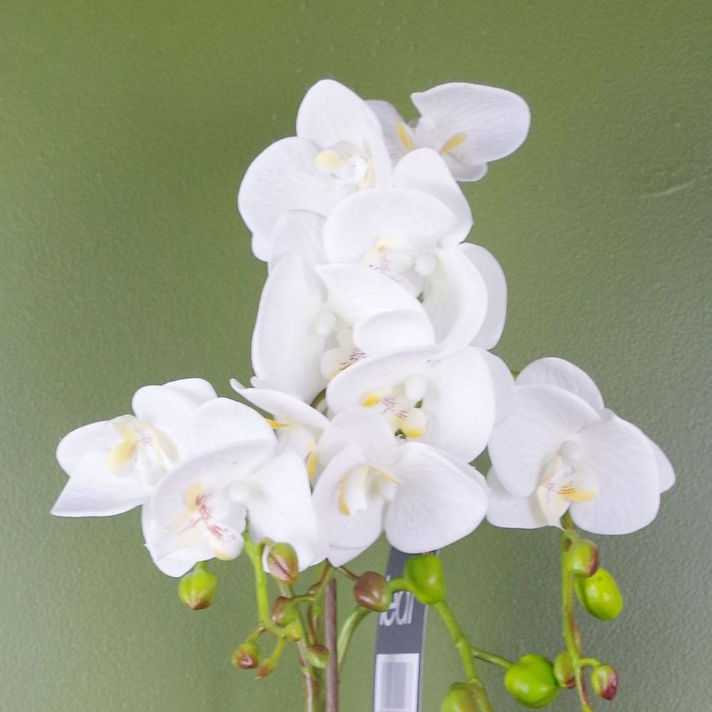 Captivating White 54cm Artificial Orchid in Gold Pot - Lifelike, Real Touch Flowers - Perfect for Any Space!