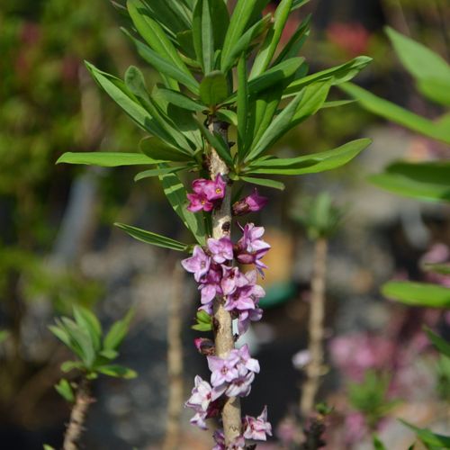 Daphne mezereum Rubra (60-70cm)