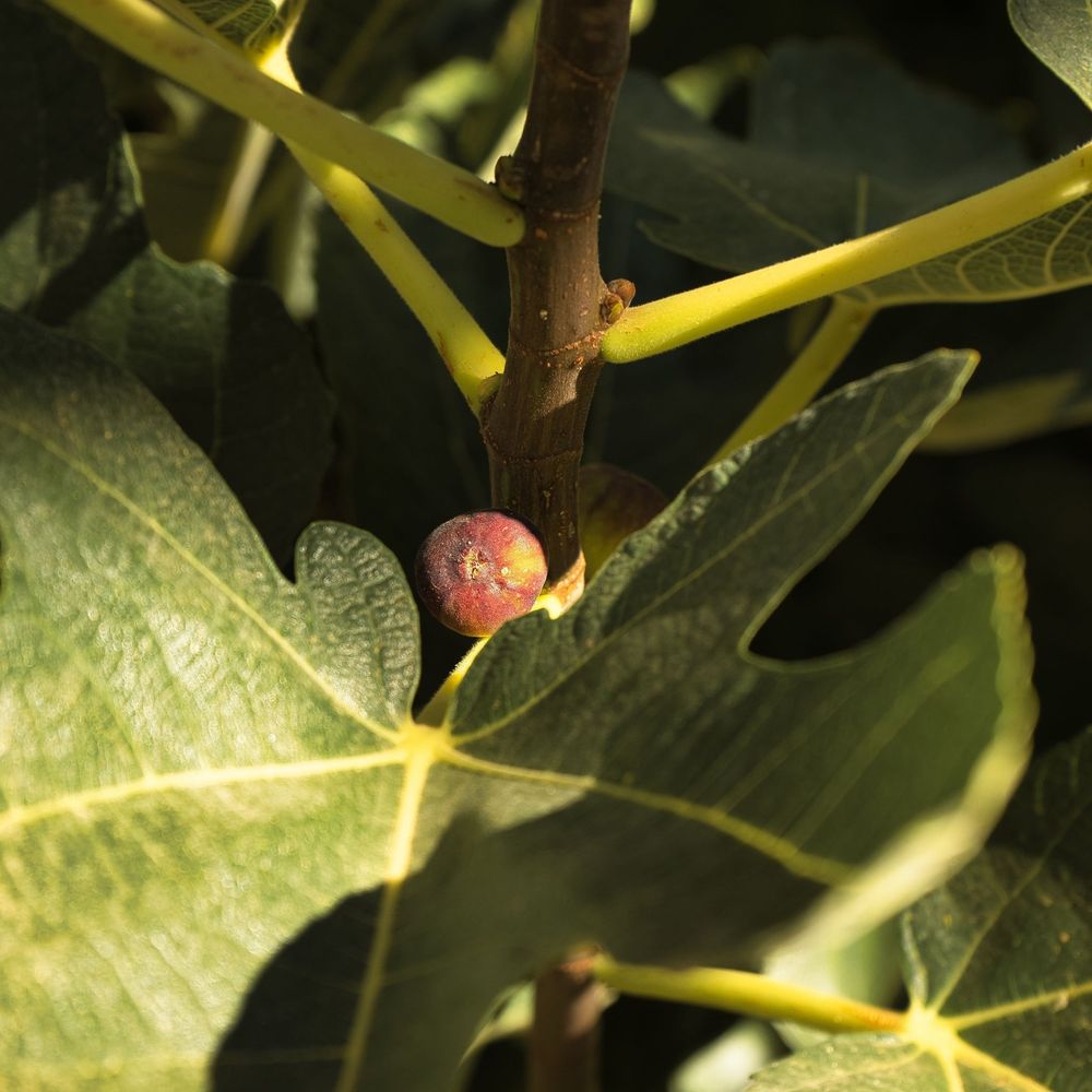 Ficus carica 'Little Miss Figgy' 2L