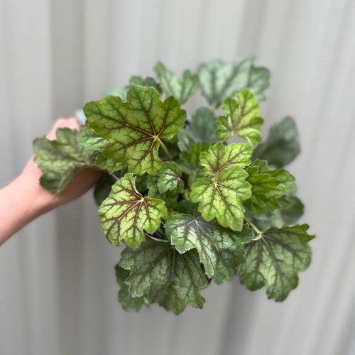 Heuchera 'American Marble' 1.5L