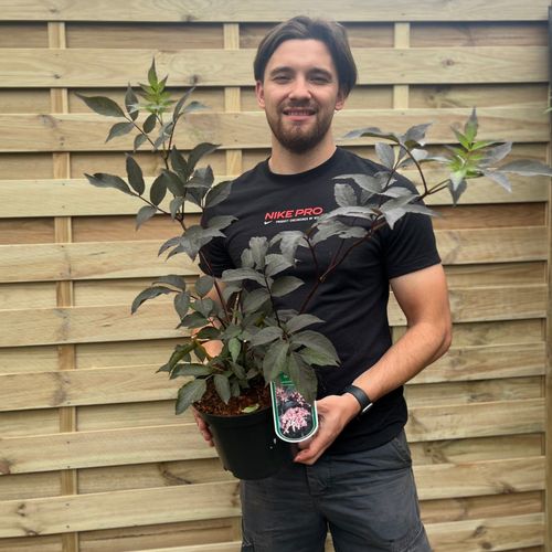 Sambucus nygra 'Black Beauty' 3L