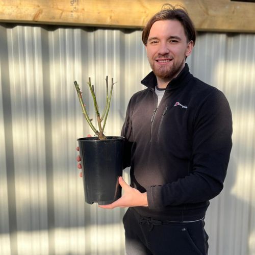 Especially for you | Hybrid Tea | 4L Potted Rose
