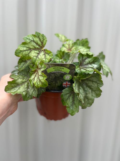Heuchera 'American Marble' 1.5L