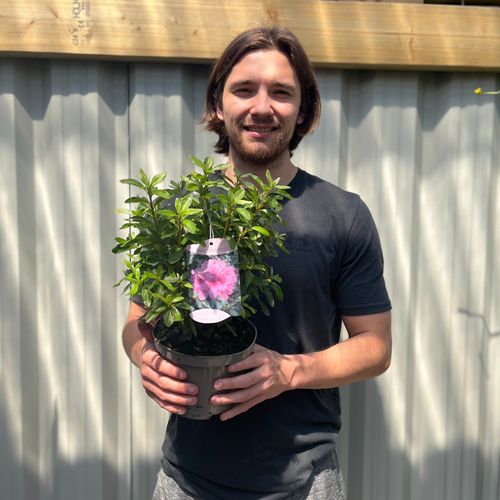 Azalea 'Roza' 1.5L
