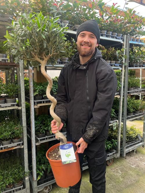 4-5ft Twisted Stem Olive Tree | Hardy Evergreen Potted Tree