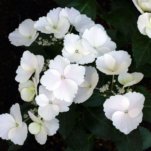 Hydrangea 'Runaway Bride' 2L