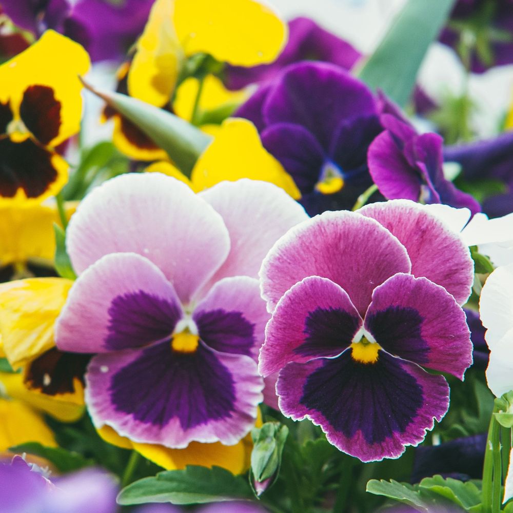 20 Pack Pansy Tray Mixed Colours Bedding Plants Garden Ready Pansies Tubs Pots