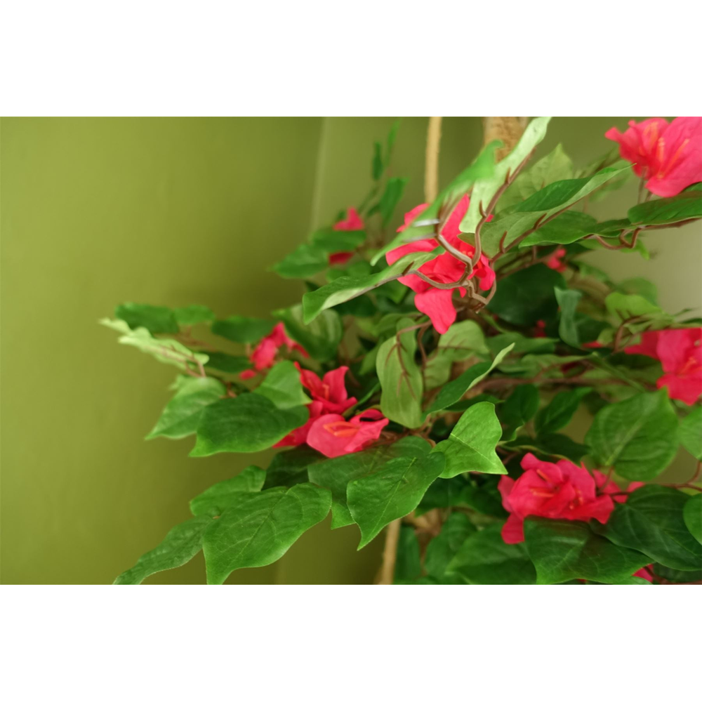 150cm Pink Japanese Silk Bougainvillea Tree: High Quality, Exquisite Beauty