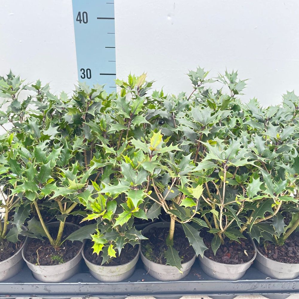 Osmanthus heterophyllus Purpureus (False Holly)