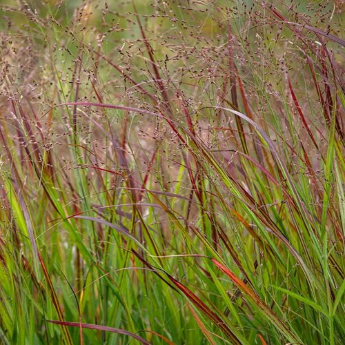 Panicum virgatum 'Shenandoah' 9cm