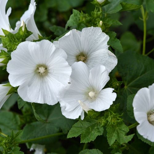 Lavatera 'Marshmallow Ice White' 9cm