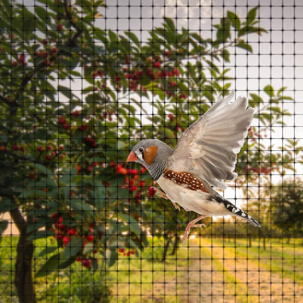 Anti Bird Garden Netting 2M X 10M - Plant Veg Crops Fruit Fine Mesh - Pond Net - Protects Plants from Birds - High Quality