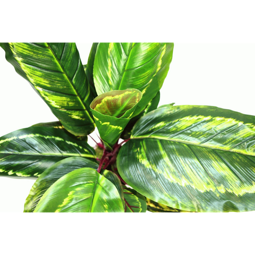 Artificial Medium 50cm Calathea Veitchiane Plant