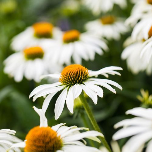 Echinacea purpurea 'White Swan' 9cm