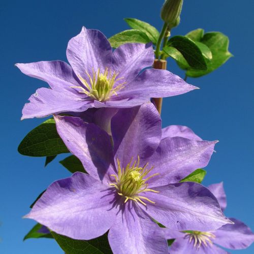 Clematis Hybrid 'Justa'