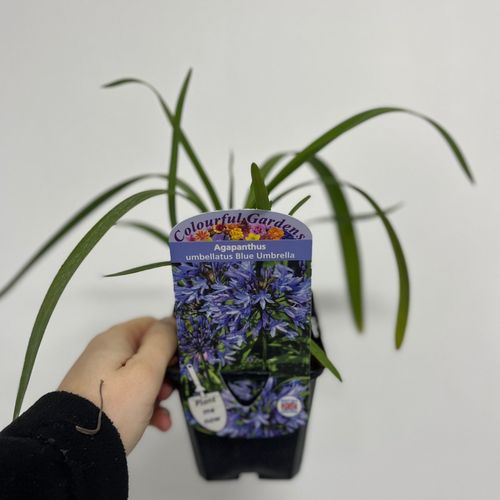Agapanthus 'Blue Umbrella' 9cm
