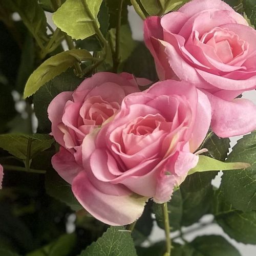 60cm  Rose Bush Premium Pink Silk Flowers and Leaves
