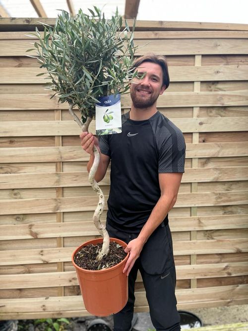 4-5ft Twisted Stem Olive Tree | Hardy Evergreen Potted Tree