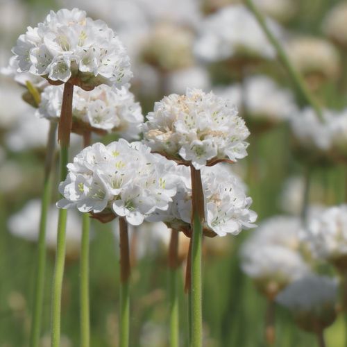 Armeria pseudarmeria White 3L